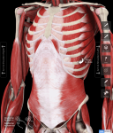 Photo Courtesy of The Muscle System Pro III (Copyright 3DMedical.com) My favorite muscle system app.
