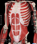 Photo Courtesy of The Muscle System Pro III (Copyright 3DMedical.com) My favorite muscle system app.